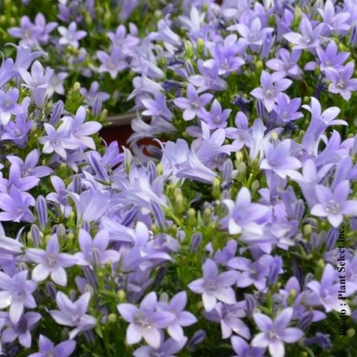 Campanula 'Muralis' - 1g