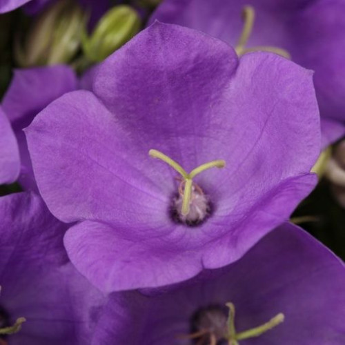 Campanula  'Rapido Blue' - 1g