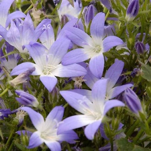 Campanula  'Blue Gown' - 1g