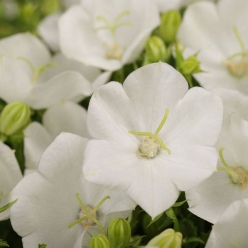 Campanula 'Rapido White' - 1g