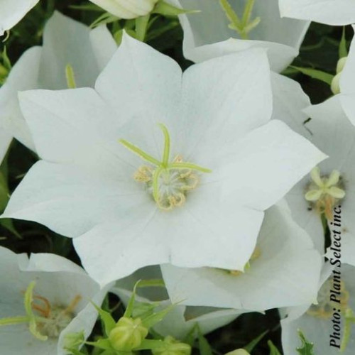 Campanula  'White Clips' - 1g