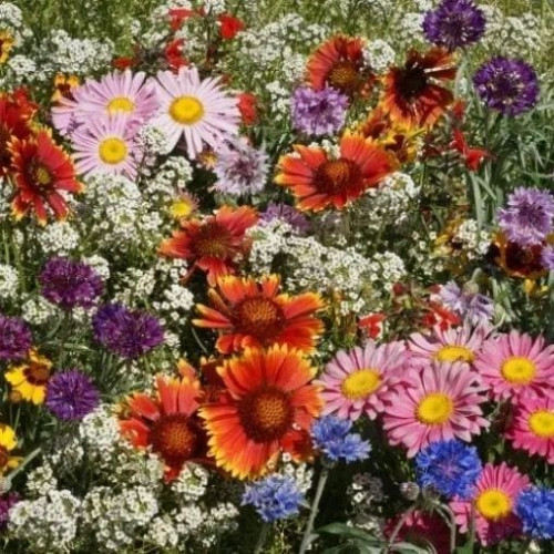 Mélange fleurs sauvages pour les oiseaux et papillons - Semences