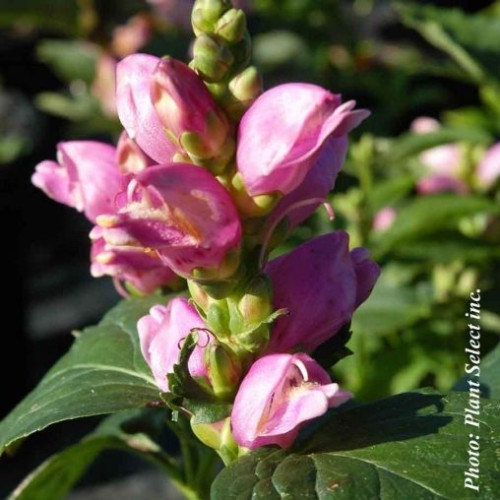 Chelone Obliqua - 1g