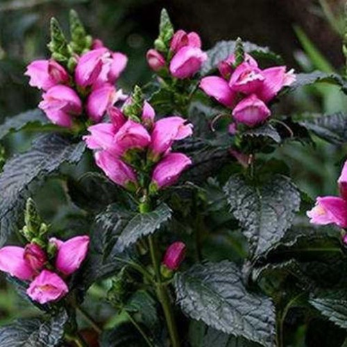 Chelone 'Tiny Tortuga'