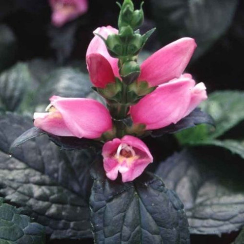 Chelone lyonii 'Hot Lips'