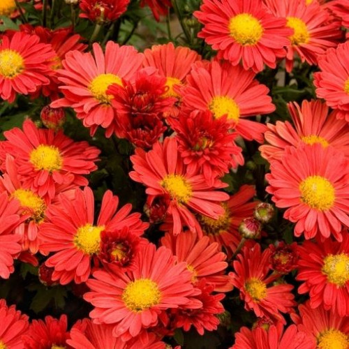 Chrysanthemum 'Mammoth Red' - 2g