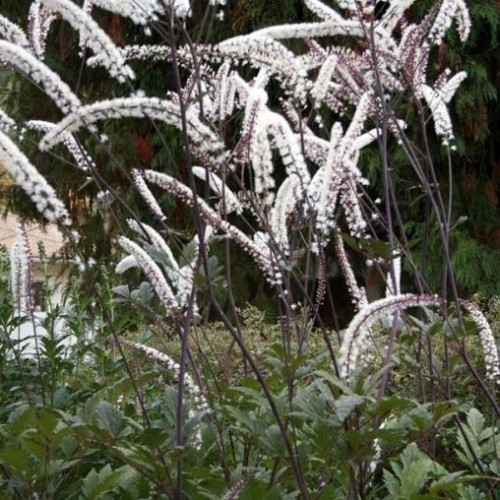 Cimicifuga ramosa 'Atropurpurea'