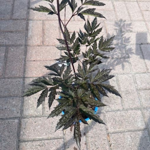 Cimicifuga simplex 'Pink Spike' - 1g
