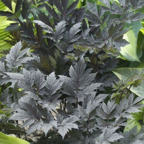 Cimicifuga x 'Chocoholic' - 1g