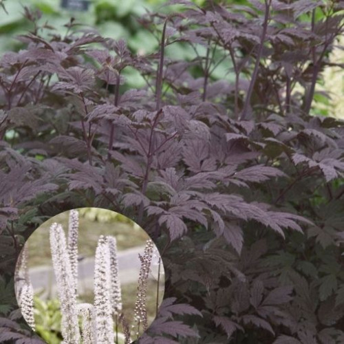 Cimicifuga ramosa 'Hillside Black Beauty' 