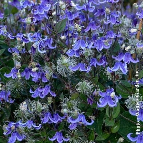 Clematis 'Stand by Me' - 2g