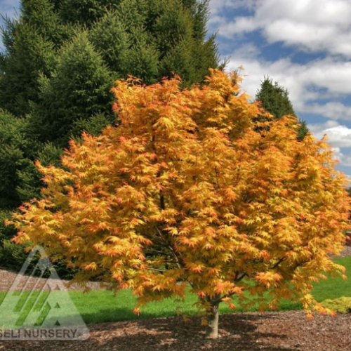 Acer palmatum 'Orange Dream'