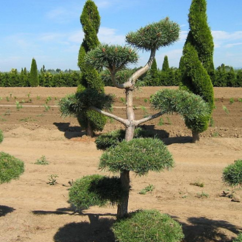 Pinus sylvestris Topiaire - Pompom