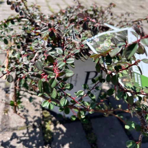 Cotoneaster 'Little Dipper' - 2g