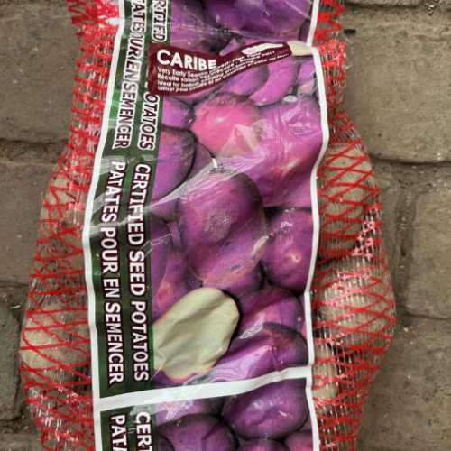 Semence Patate-Pommes de terre 'Caribe'