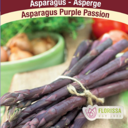 Racine d'asperge 'Purple Passion'