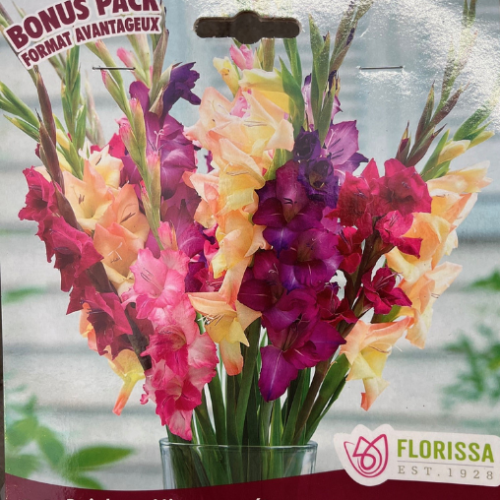 Bulbes de Glaieul 'Rainbow Mix'