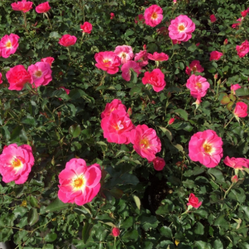 Rosier arbustif 'Aurora Borealis' 