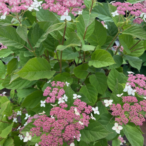 Hydrangea arborescens 'Invincibelle Lace' PW - 2g
