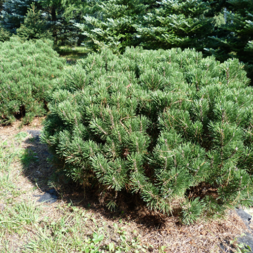 Pinus mugo 'White Bud' - 25-30cm