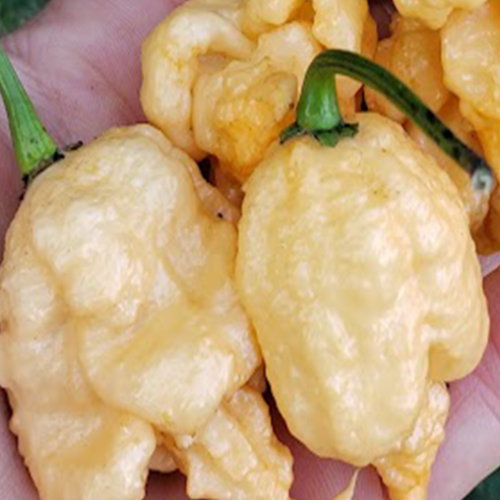 Piment fort Carolina Reaper Beige - Bio - Semences