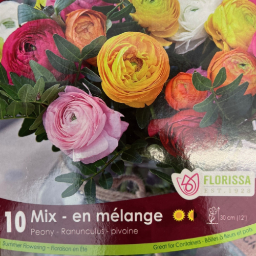 Bulbes de Renoncules 'Peony Mixed' - 10/paq