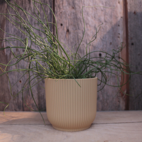 Juncus spiralis - 4"