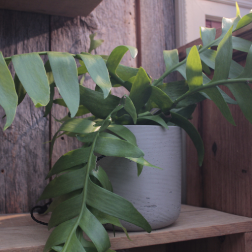 Epiphyllum 'Fern Leaf' - 6"
