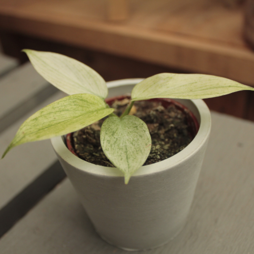 Philodendron 'Yellow Ghost' - 2,5"