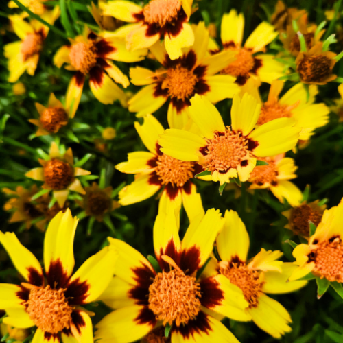 Coreopsis 'Cosmic Eye' - 2g