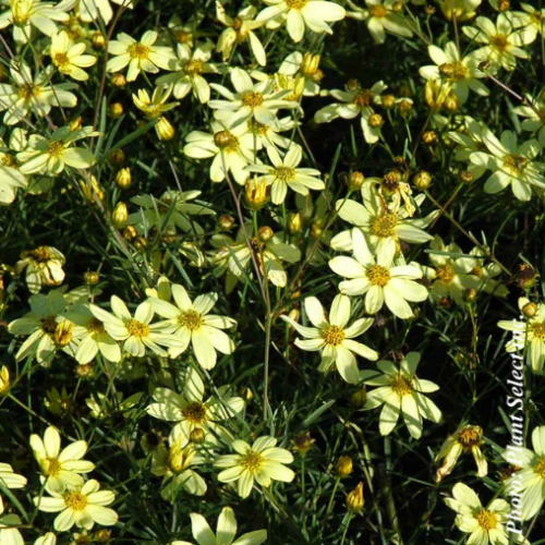 Coreopsis verticillata 'Moonbeam' - 1g
