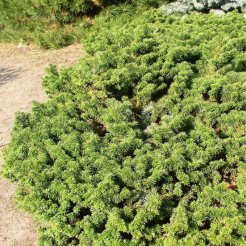 Picea omorika 'Nana' - 3gal