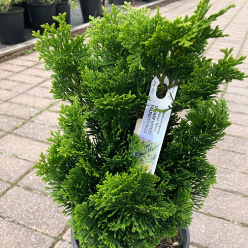 chamaecyparis obtusa 'Nana' 