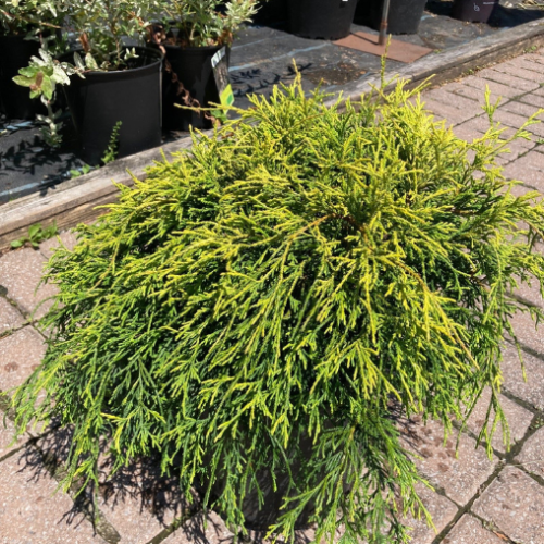 Chamaecyparis pisifera 'Aurea Nana' - 2g