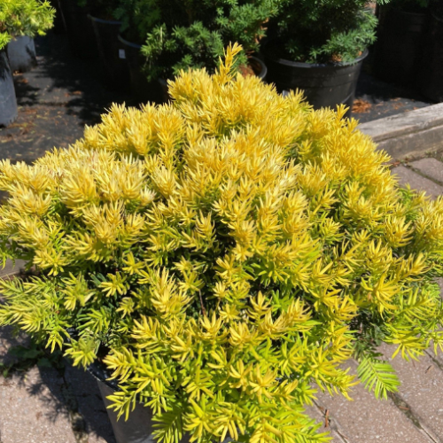 Taxus cuspidata 'Nana Aurescens' 