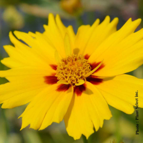 Coreopsis 'Tequila Sunrise' - 1g