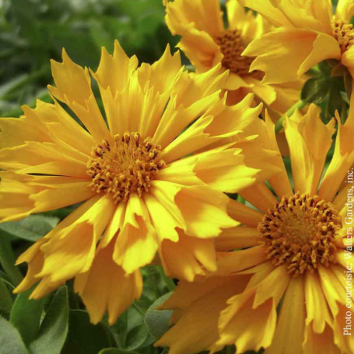 Coreopsis 'Jethro Tull' - 1g