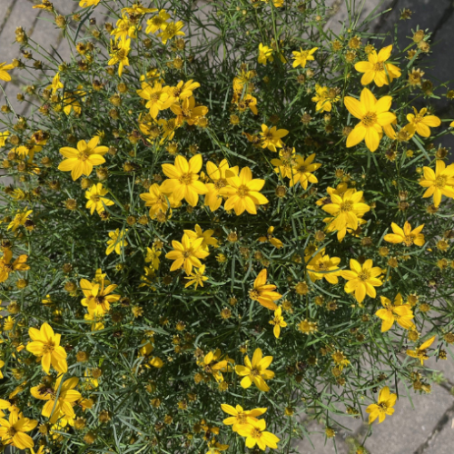 Coreopsis verticillata 'Zagreb'