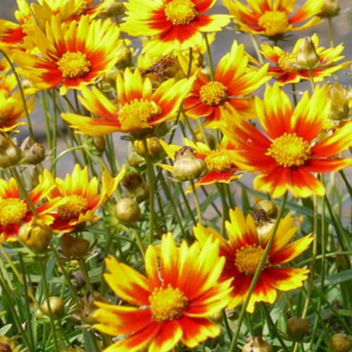 Coreopsis Lil Bang 'Daybreak' - 1g