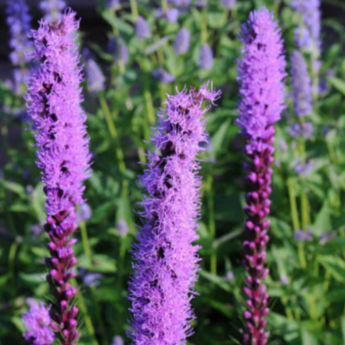 Liatris à épi - Semences