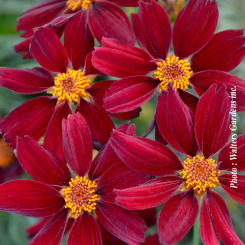 Coreopsis 'Red Satin'