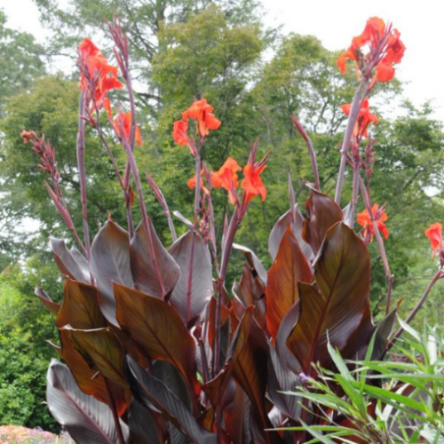 Canna 'Australia' - 1g