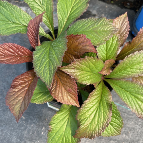 Rodgersia x 'Bronze Peacock' 