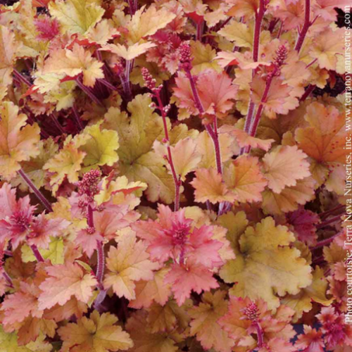 Heuchera 'Marmalade' - 1g