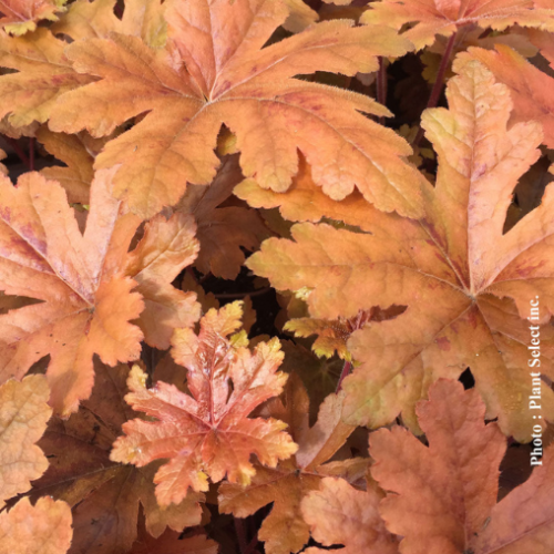 Heucherella 'Hopscotch' - 1g
