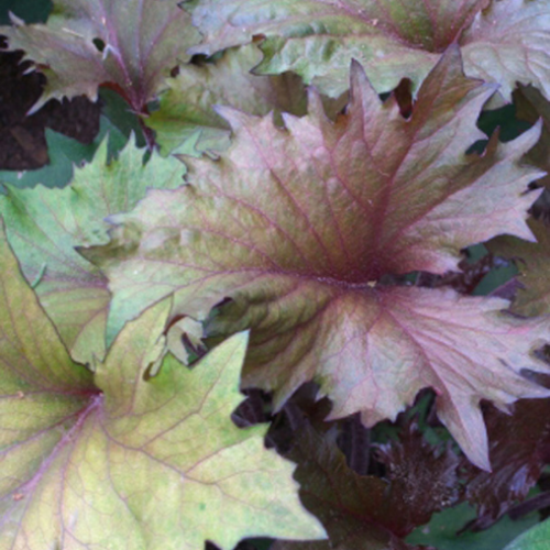 Ligularia 'Osiris Café Noir' - 1g