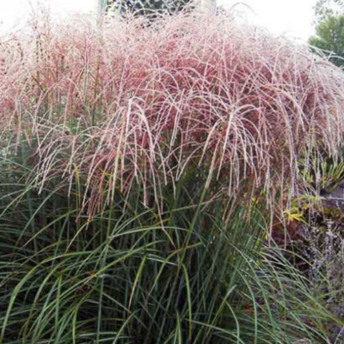 Miscanthus 'Nippon' 