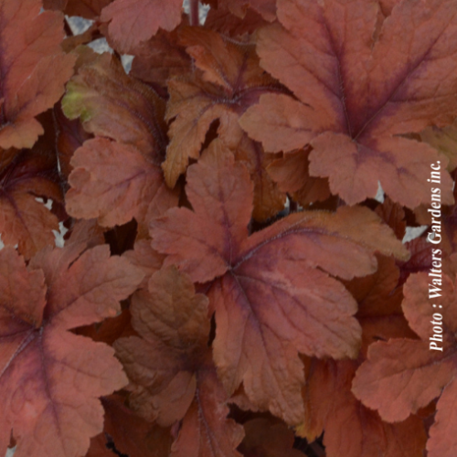 Heucherella 'Pumpkin Spice' - 1g