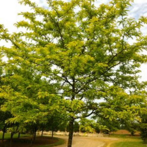 Gleditsia triacanthos 'Sunburst'