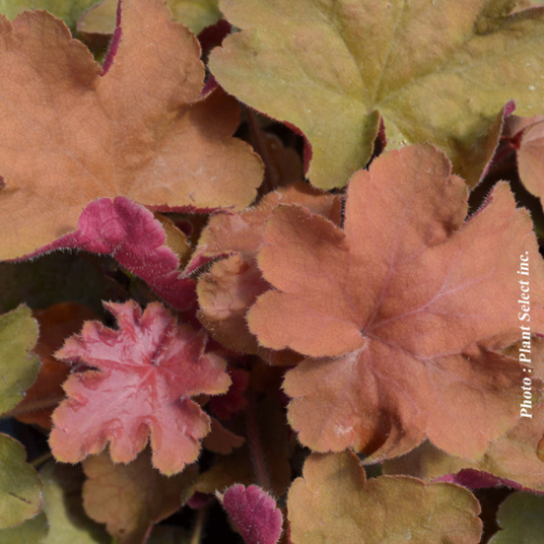 Heuchera 'Caramel' - 1g